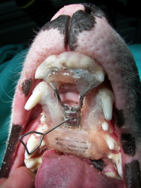 Procedimientos odontologicos - Basset Dental & Veterinary 