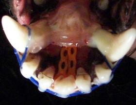 Bienvenue a Basset votre site especialiste en Odontologie de chiens et chats - Basset Dental & Veterinary 